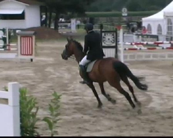 jumper Lola 126 (Westphalian, 2000, from Lanero NRW)