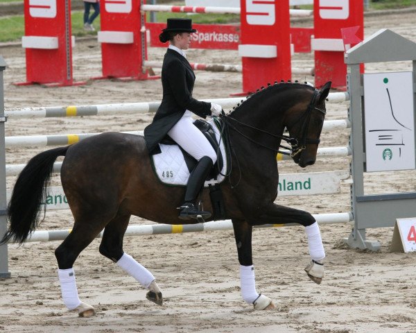 Dressurpferd Little Diamond 11 (Westfale, 2000, von Laurentianer)