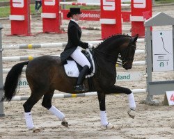 dressage horse Little Diamond 11 (Westphalian, 2000, from Laurentianer)