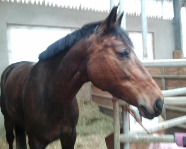 broodmare Quadrina (Oldenburg, 2000, from Quattro B) broodmare Quadrina (Oldenburg, 2000, from Quattro B)