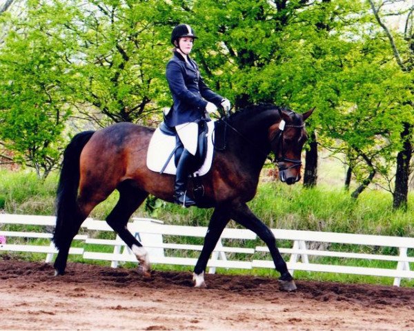 horse Calimero 351 (Holsteiner, 2000, from Carpaccio) horse Calimero 351 (Holsteiner, 2000, from Carpaccio)