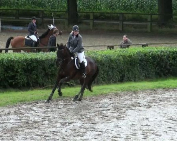 jumper Santos Kelly (Hanoverian, 2000, from Sandro Song) jumper Santos Kelly (Hanoverian, 2000, from Sandro Song)