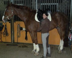 jumper Good Will Jumping (Hanoverian, 2001, from Graf Top)