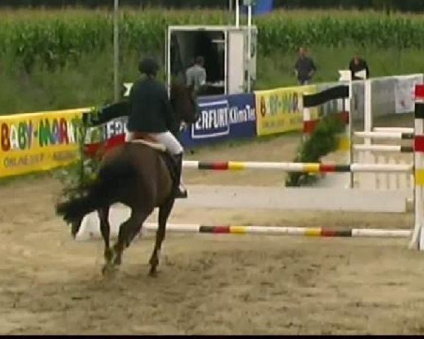 jumper Fabienne 445 (Hanoverian, 2002, from Falsterbo)