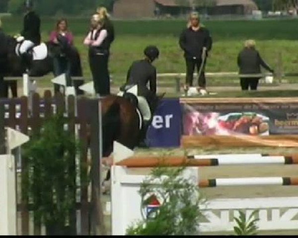 jumper Ce Roberto (Westphalian, 2006, from Cecotto)