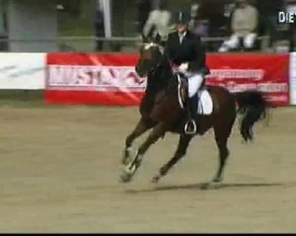 Springpferd Sir Herby (Deutsches Reitpony, 1998, von Halenkino)