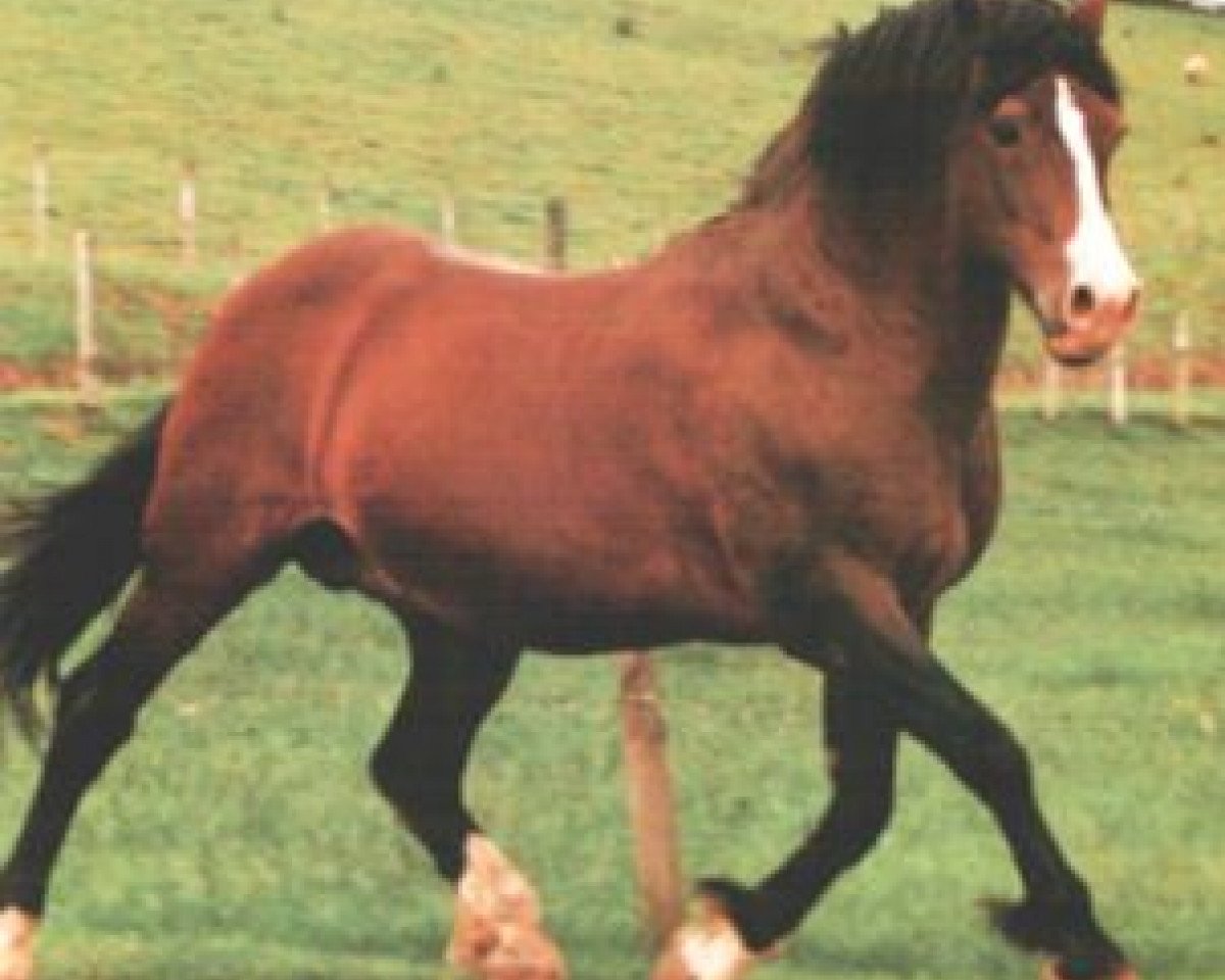 Deckhengst Parc Welsh Flyer (Welsh-Cob (Sek. D), 1966, von Pentre Eiddwen Comet)