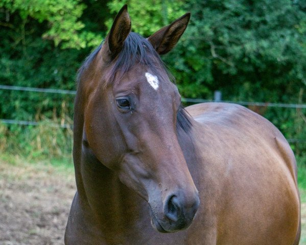 broodmare Overknee (Trakehner, 2019, from Zauberreigen)