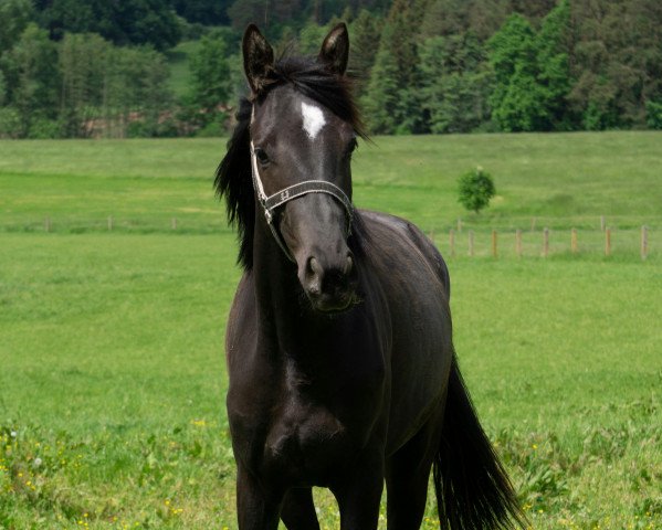 horse Herzenswunsch (Trakehner, 2020, from Sir Easy)