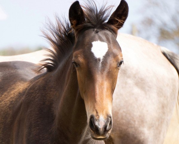 horse Ehrengast (Trakehner, 2022, from Rheinglanz)