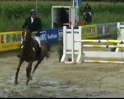 jumper Coldino 2 (Westphalian, 2005, from Corianus)