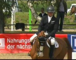 Zuchtstute Ballerina 272 (Oldenburger Springpferd, 2005, von Balou du Rouet)