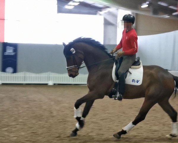 dressage horse Zarewitsch Gv (Westphalian, 2018, from Zarathustra Mt)