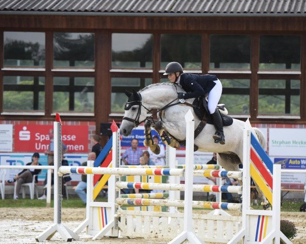 jumper Comte de Oskar (Hanoverian, 2009, from Comte) jumper Comte de Oskar (Hanoverian, 2009, from Comte)