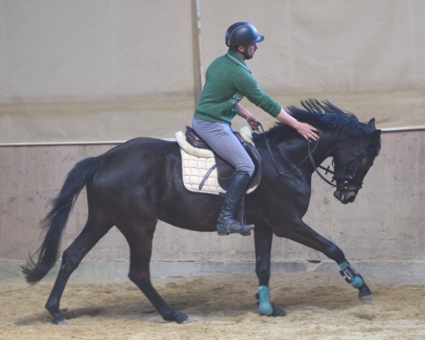 jumper Giana (Württemberger, 2013, from Gardez)