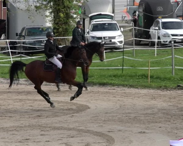 Reitturnier Basel Schänzli 2022
