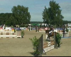 jumper Accontinos (Oldenburg show jumper, 2006, from Actros)