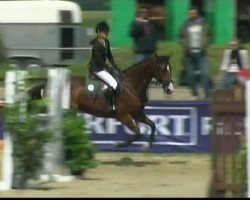 jumper Conte 28 (Oldenburg show jumper, 2006, from Contendro I)