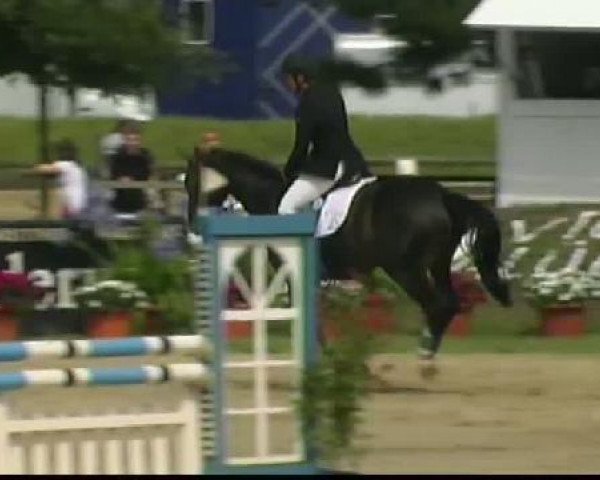 jumper Caspar (Hanoverian, 2006, from Contendro I)
