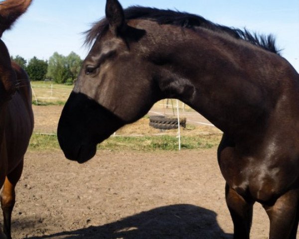 Pferd Davigno (Hannoveraner, 2006, von Depardieu 11)
