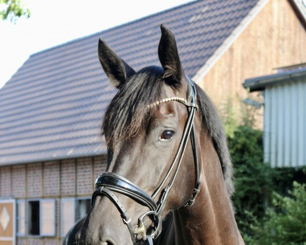 dressage horse Avigna 3 (Westphalian, 2017, from Arpeggio)