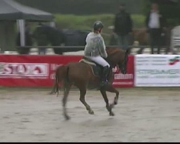 jumper Mia 88 (German Riding Pony, 2005, from Martini) jumper Mia 88 (German Riding Pony, 2005, from Martini)
