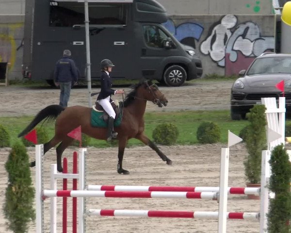 Reitturnier Basel Schänzli 2022