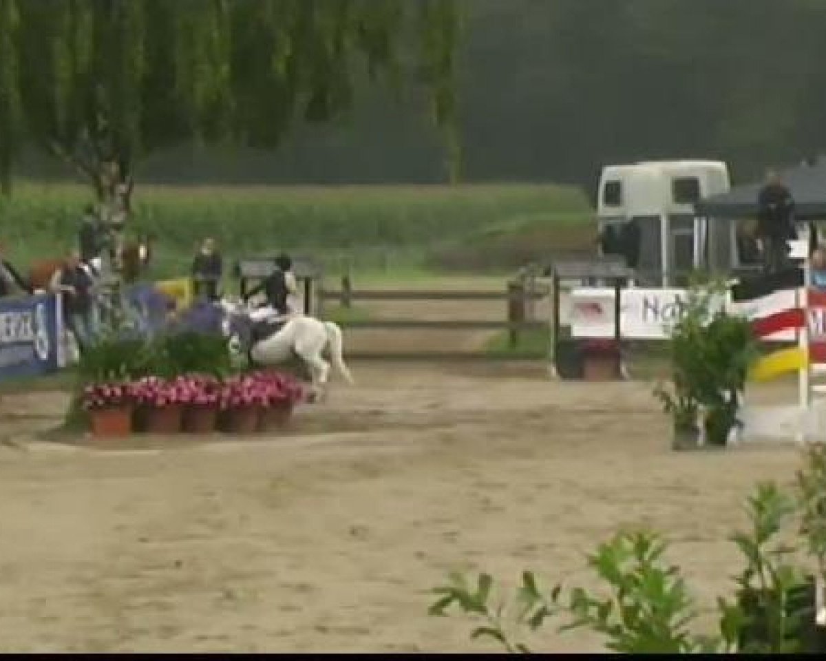 jumper Renkant's Remco (Welsh mountain pony (SEK.A), 1999, from Gulden Hoef's Amadeus)