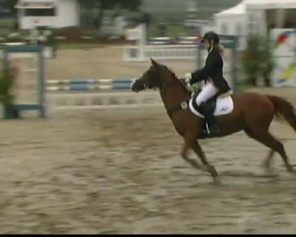 Deckhengst Najo (Haflinger, 1995, von Nastral)