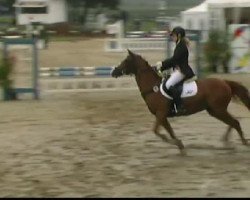 Stallone da monta Najo (Haflinger, 1995, di Nastral)