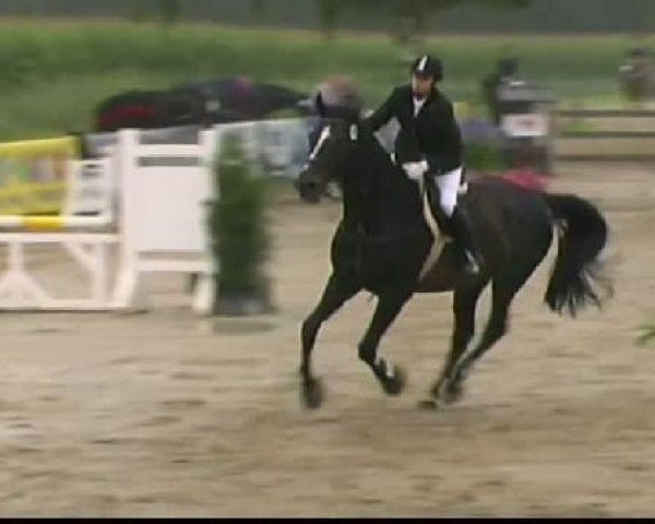 dressage horse L'amour (unknown,  )