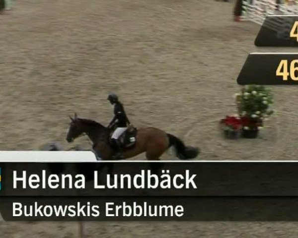 broodmare Bukowskis Erbblume (Swedish Warmblood, 1997, from Castor)