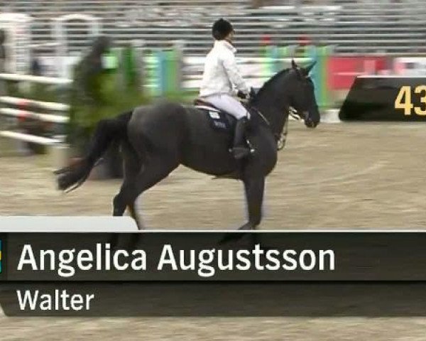 jumper Walter 61 (Sachse, 2002, from Werenfels)
