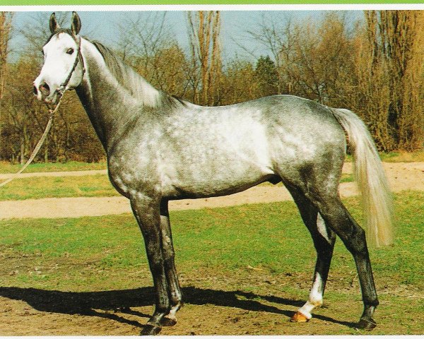 Deckhengst Neshad xx (Englisches Vollblut, 1985, von Sharpen Up xx)