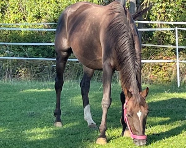 broodmare Sarinah (Zweibrücken, 2008, from Sir Donnerhall I)