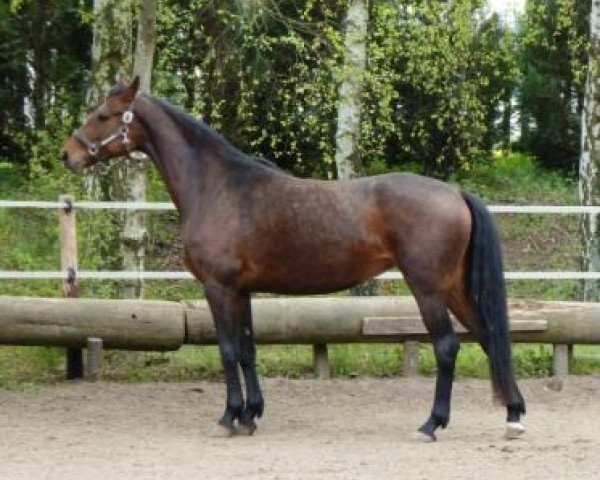 horse Tonia (Oldenburg, 2007, from Corland)
