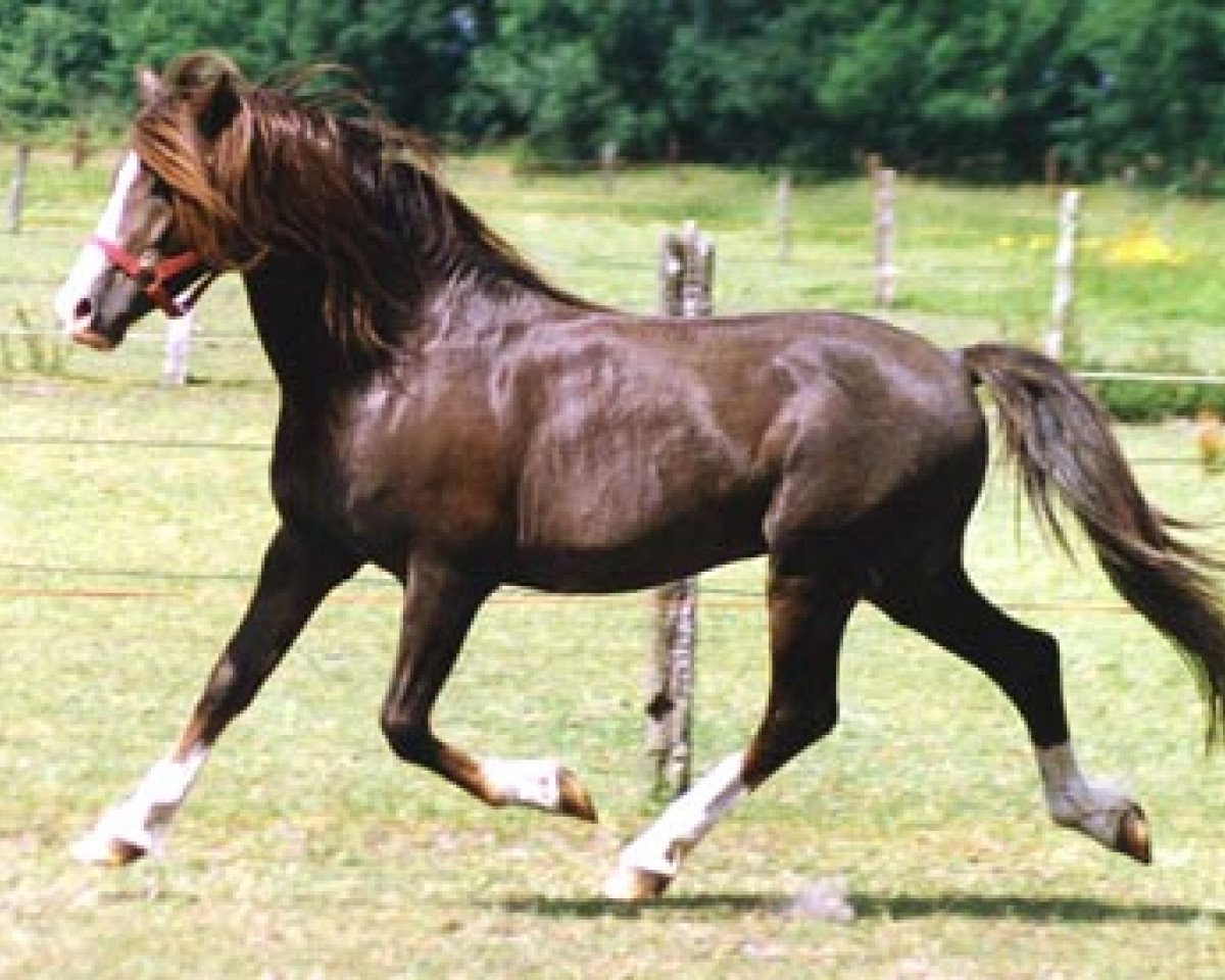 stallion Werwolf (Welsh-Pony (Section B), 1973, from Weald Revolt)
