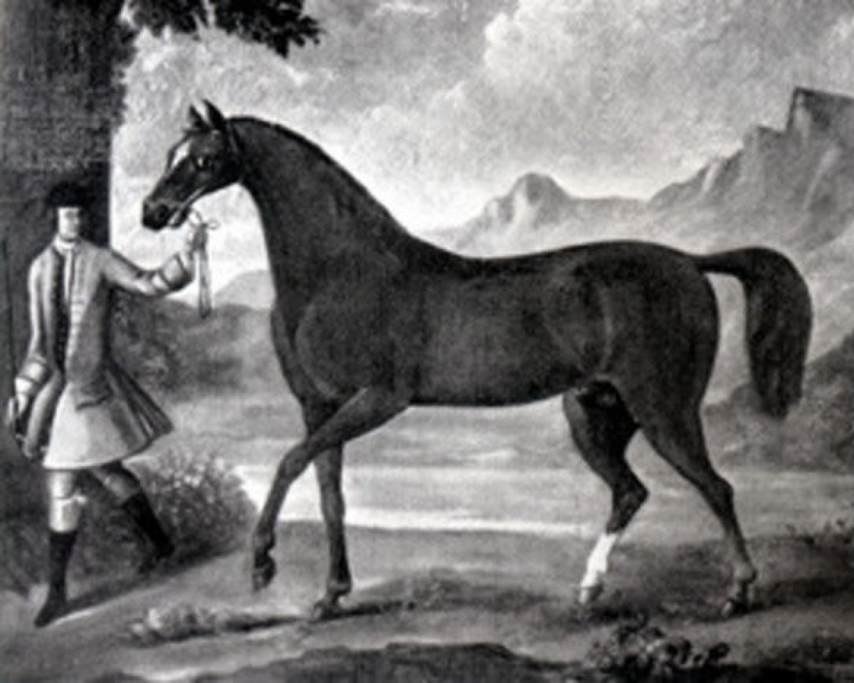 Deckhengst Cub xx (Englisches Vollblut, 1739, von Fox xx)