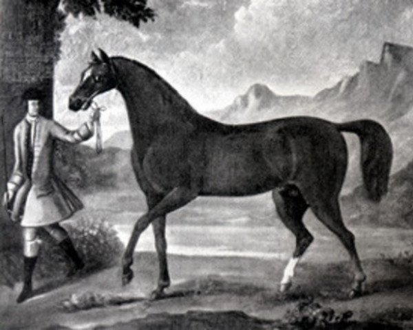 Deckhengst Cub xx (Englisches Vollblut, 1739, von Fox xx) Deckhengst Cub xx (Englisches Vollblut, 1739, von Fox xx)