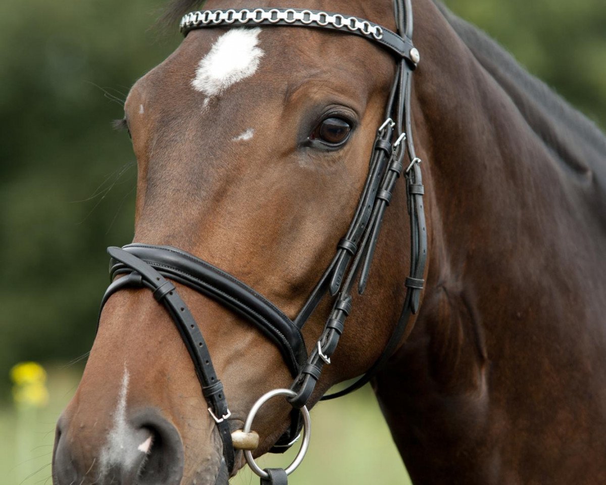 dressage horse Frodo K (Westphalian, 2007, from Flamur)