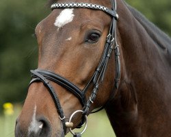 dressage horse Frodo K (Westphalian, 2007, from Flamur)