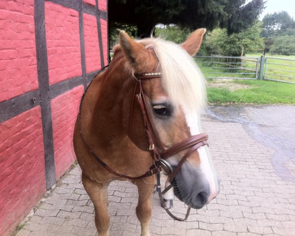 horse Flying Shadow 13 (Haflinger Mix, 1999)