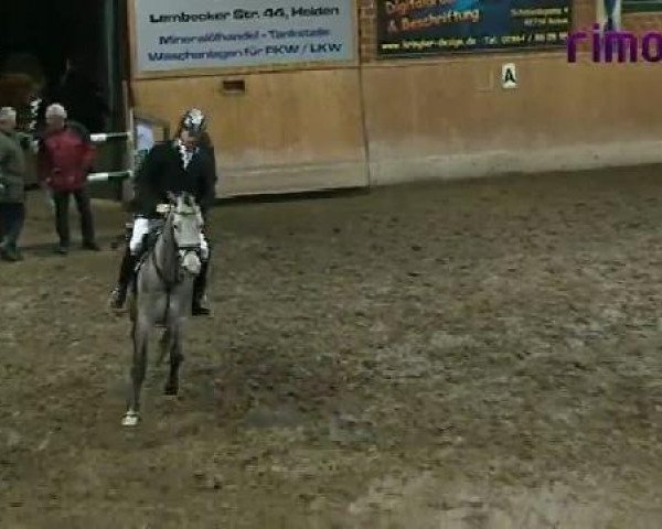 jumper Chatroom 2 (German Warmblood, 2005, from Cyper Space)