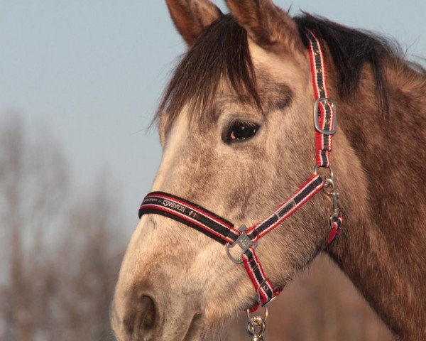 horse Sonata (Trakehner, 2007, from Handryk) horse Sonata (Trakehner, 2007, from Handryk)