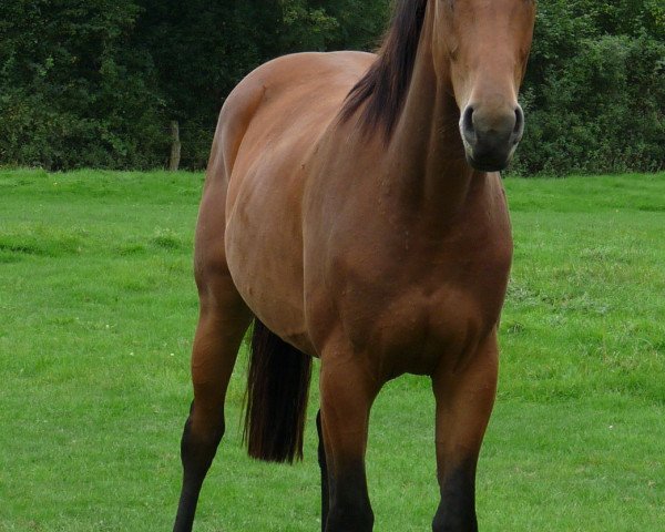 Pferd Wallach von Scolari (Westfale, 2009, von Scolari)