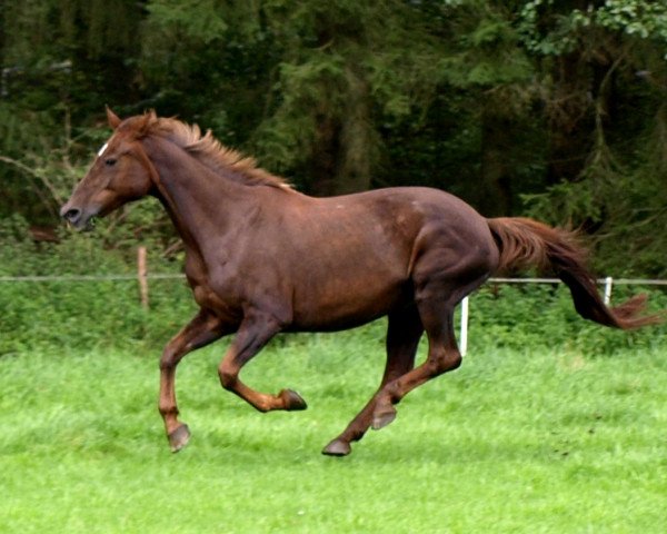 horse Dixie (Mecklenburg, 1990, from Dino 3427)