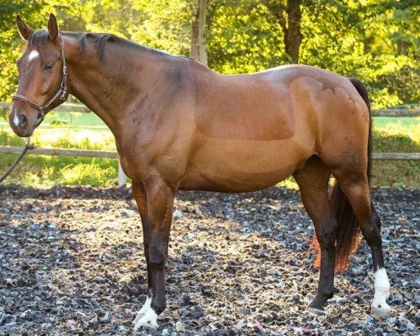 Pferd Clinton's Magic (Hannoveraner, 2017, von Clinton's Heart)
