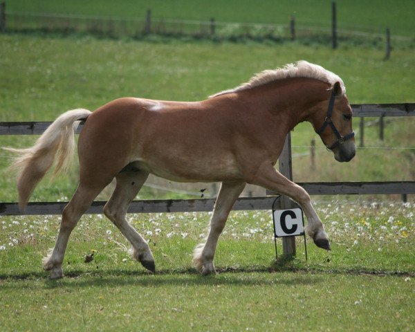 dressage horse Stellario (Haflinger, 2009, from El.H. /P.H Steinadler)
