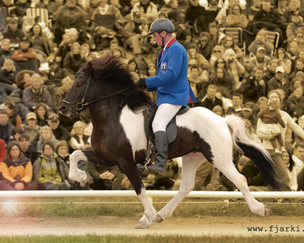 stallion Fjarki frá Feti (Iceland Horse,  , from Orri frá Þúfu i Landeyjum)