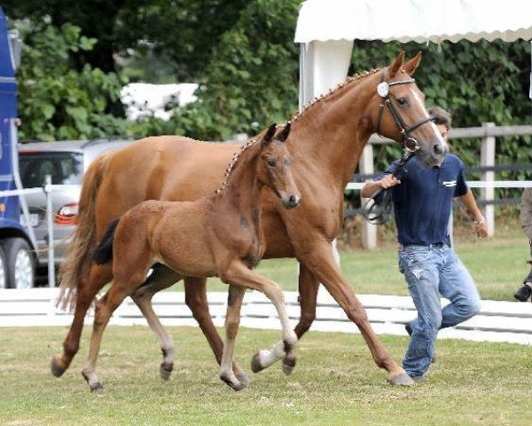 broodmare Funny Belinda (Oldenburg, 1994, from Brentano II) broodmare Funny Belinda (Oldenburg, 1994, from Brentano II)